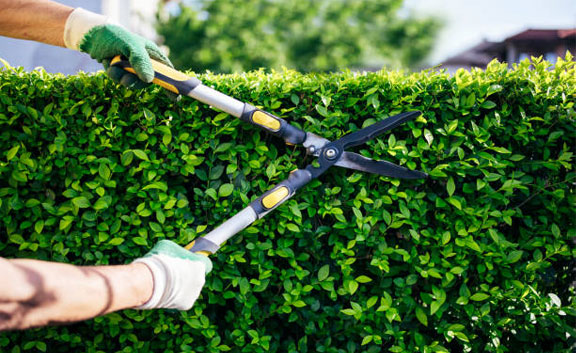 Hedge Trimmer